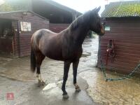 2YO BAY 16.1HH FILLY - 27