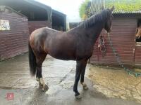 2YO BAY 16.1HH FILLY - 29