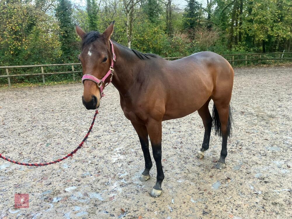 4YO MARE 15.2HH