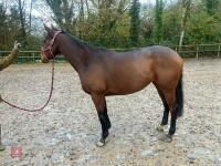 4YO MARE 15.2HH - 2