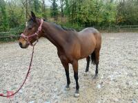 4YO MARE 15.2HH - 4