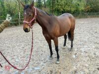 4YO MARE 15.2HH - 5