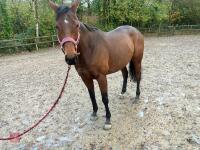 4YO MARE 15.2HH - 7
