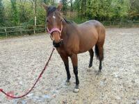 4YO MARE 15.2HH - 8
