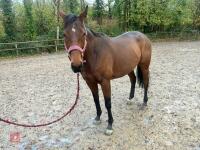 4YO MARE 15.2HH - 9