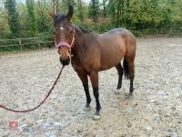 4YO MARE 15.2HH - 10