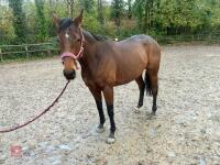 4YO MARE 15.2HH - 11