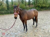 4YO MARE 15.2HH - 12