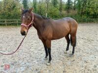4YO MARE 15.2HH - 13