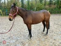 4YO MARE 15.2HH - 15