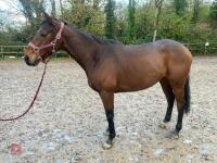 4YO MARE 15.2HH - 17