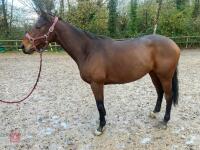 4YO MARE 15.2HH - 18