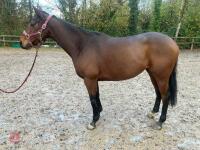 4YO MARE 15.2HH - 20