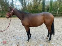 4YO MARE 15.2HH - 21