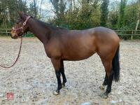 4YO MARE 15.2HH - 22