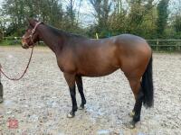 4YO MARE 15.2HH - 24