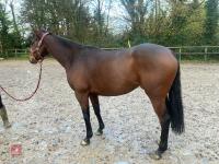 4YO MARE 15.2HH - 25