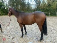 4YO MARE 15.2HH - 26