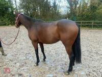4YO MARE 15.2HH - 27