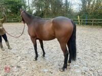 4YO MARE 15.2HH - 29