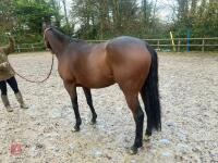 4YO MARE 15.2HH - 30