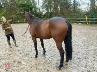 4YO MARE 15.2HH - 31