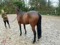 4YO MARE 15.2HH - 32