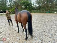 4YO MARE 15.2HH - 35