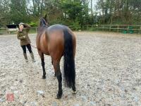 4YO MARE 15.2HH - 36