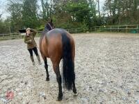 4YO MARE 15.2HH - 37
