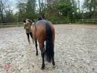4YO MARE 15.2HH - 38