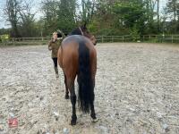 4YO MARE 15.2HH - 39