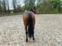4YO MARE 15.2HH - 40