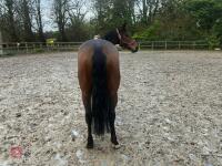 4YO MARE 15.2HH - 41