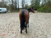 4YO MARE 15.2HH - 43