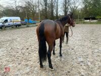 4YO MARE 15.2HH - 45