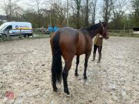 4YO MARE 15.2HH - 46