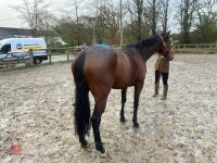 4YO MARE 15.2HH - 47