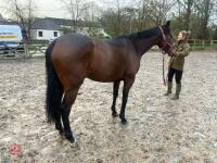 4YO MARE 15.2HH - 50