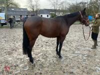 4YO MARE 15.2HH - 53