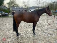 4YO MARE 15.2HH - 54