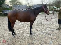 4YO MARE 15.2HH - 56
