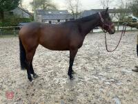 4YO MARE 15.2HH - 57