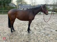 4YO MARE 15.2HH - 58