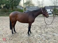 4YO MARE 15.2HH - 59