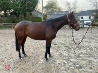 4YO MARE 15.2HH - 60