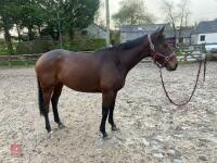 4YO MARE 15.2HH - 61