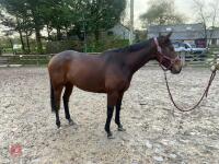4YO MARE 15.2HH - 63