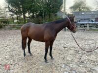 4YO MARE 15.2HH - 65