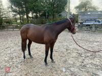 4YO MARE 15.2HH - 66